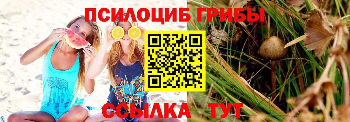 купить наркотик  Псилоцибиновые грибы MAGIC MUSHROOMS  Вход с VPN  Мценск 